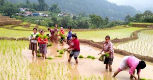 ९६.३ प्रतिशत क्षेत्रफलमा सकियो रोपाइँ